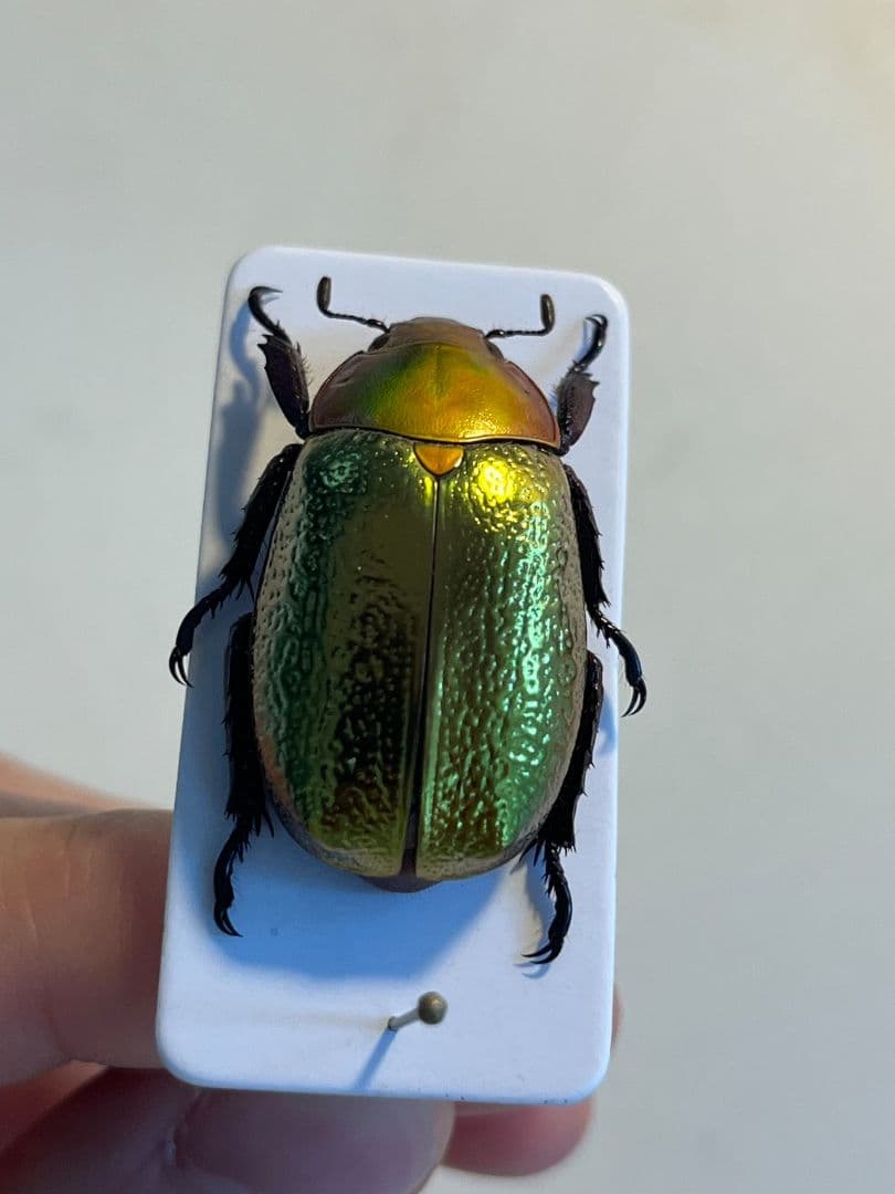 最新作】ボウカルディプラチナコガネ Chrysina 頭が赤！昆虫標本