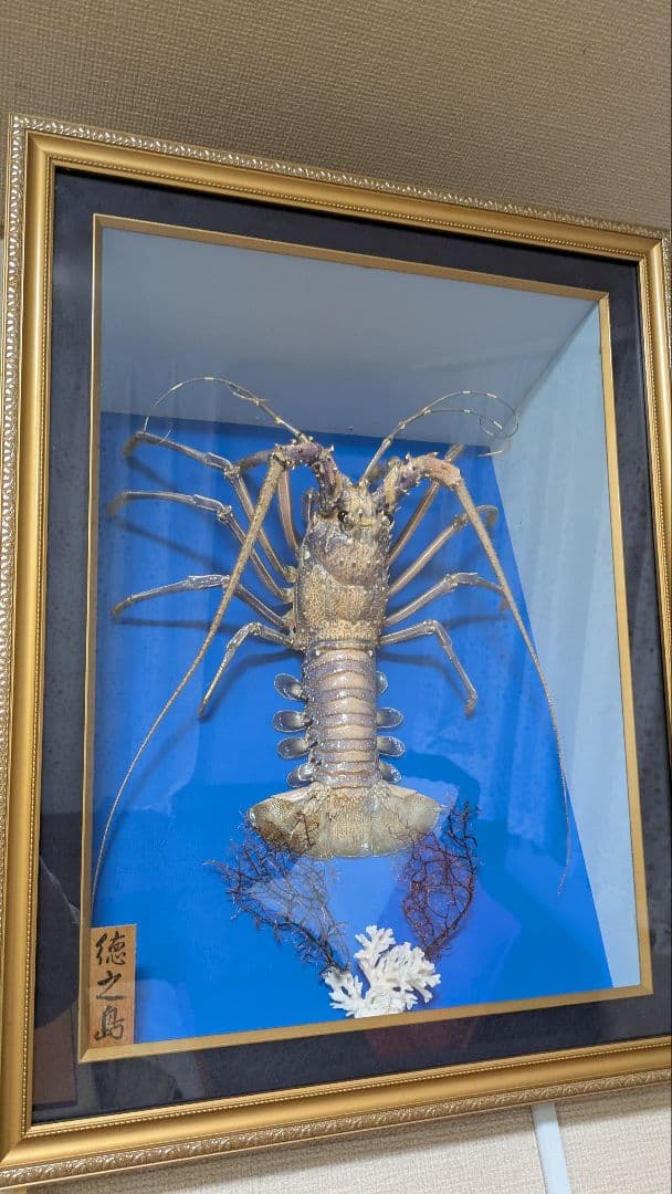 伊勢海老剥製　標本　額装 額装標本 ニシキエビ 錦海老 伊勢海老 えび 剥製 縁起物 - メルカリ