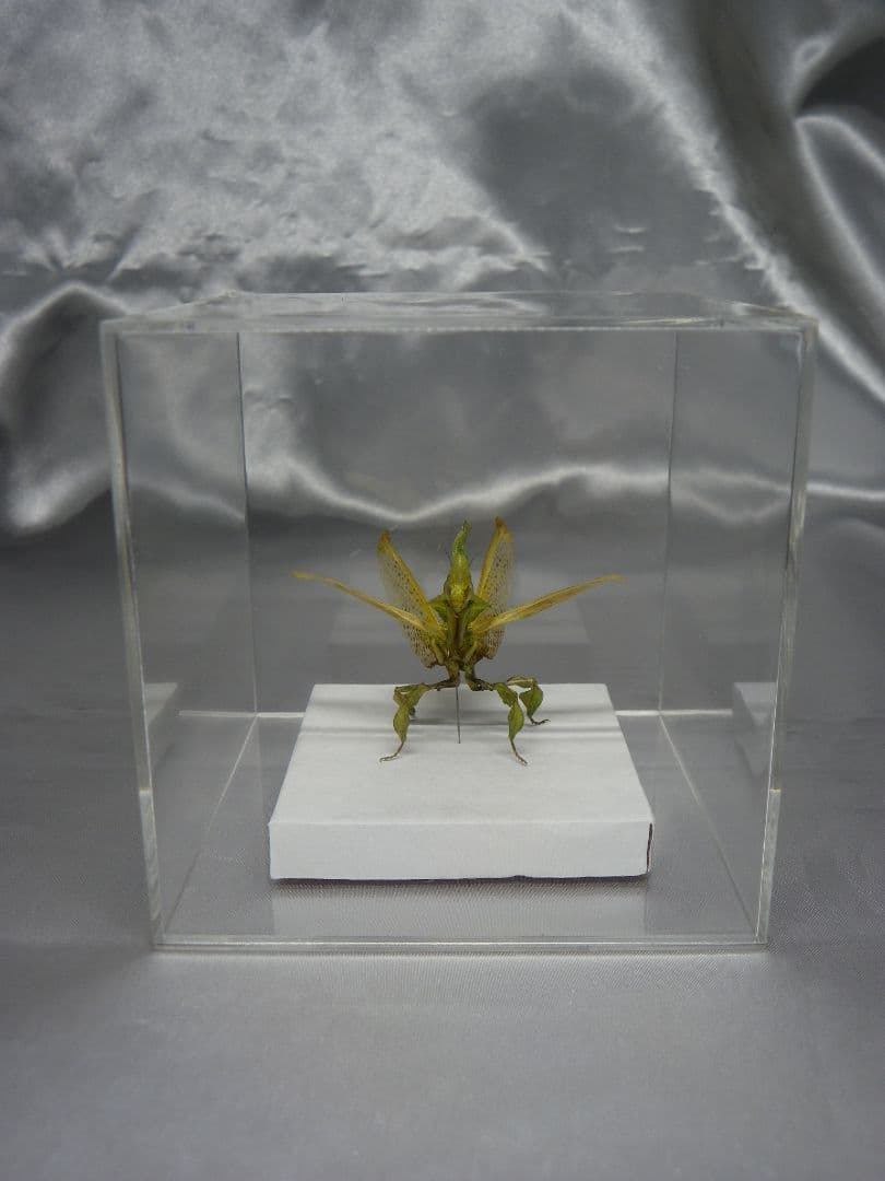 グリーンゴーストマンティス 雌 立体標本