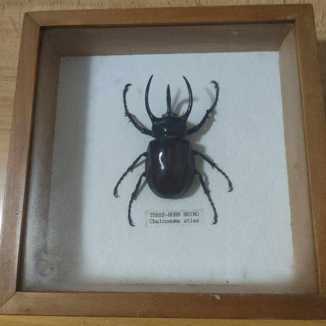 謎のオオカブト ネプチューンオオカブト サタンオオカブト ｜ドルクスダンケ