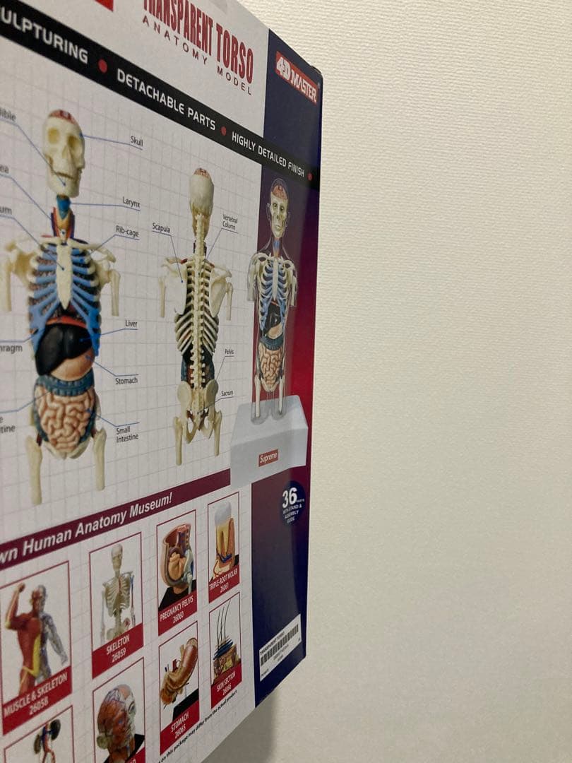 Supreme Male Anatomy Model 人体模型