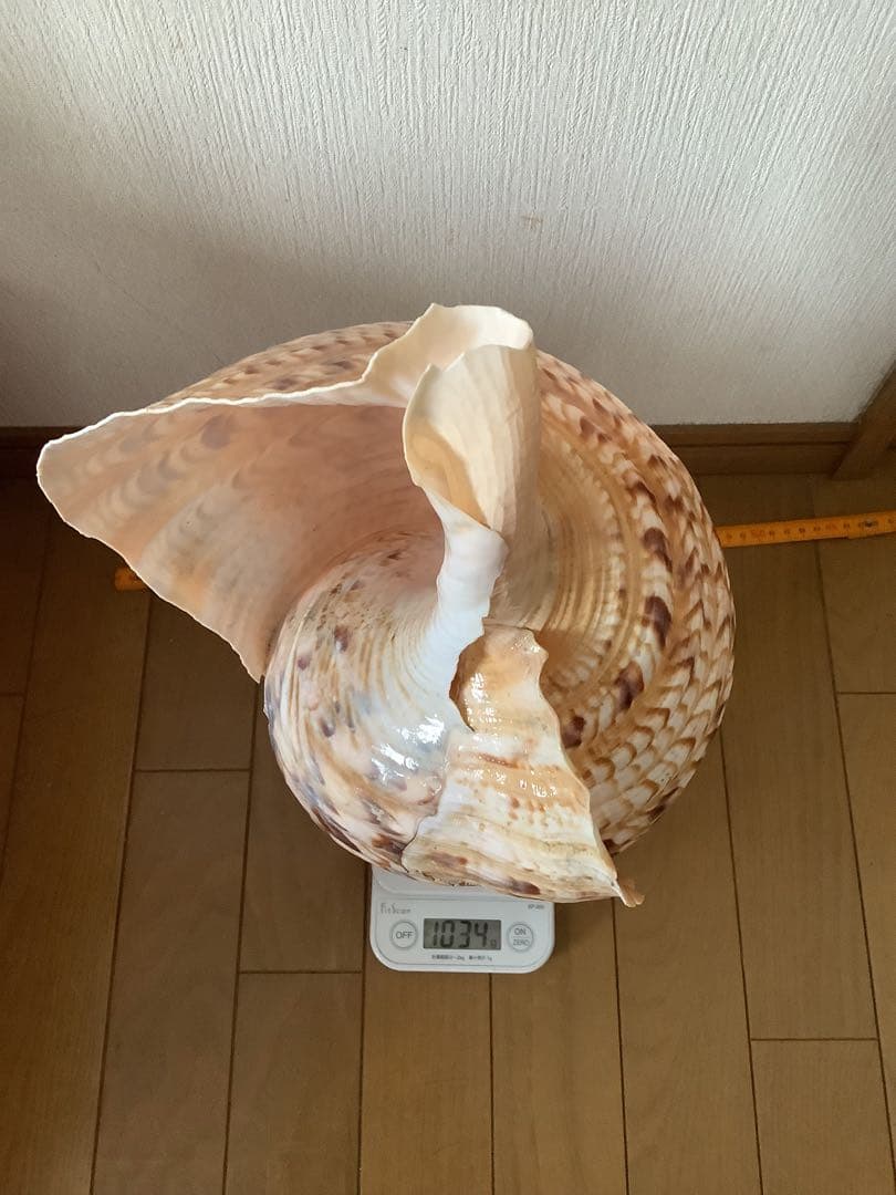 ヤフメリ27・法螺貝・山伏・修験者・戦国武将・縁起物・熊避・グレート