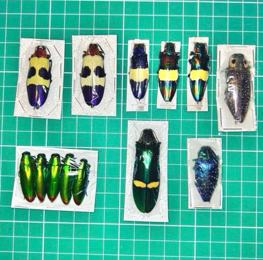 専用品　標本おまとめ 04161