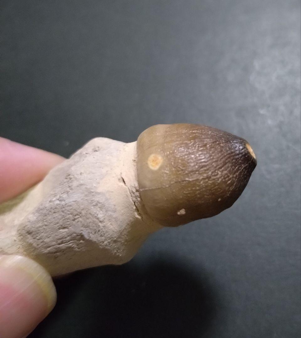 【見比べ美品】恐竜の化石 モササウルスの歯根付 ノーマルとグロビデンス