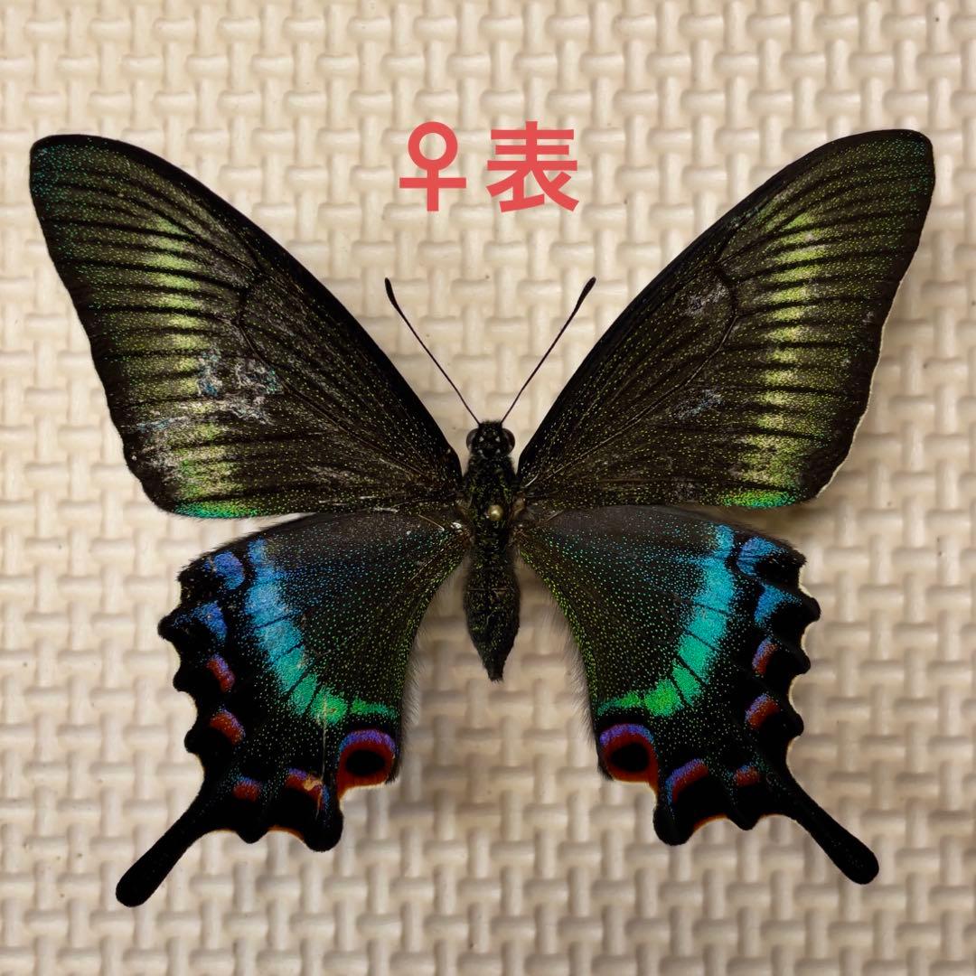 国産蝶標本 ミヤマカラスアゲハ（美形春型）A-♂ 北海道・小樽市 産 蝶