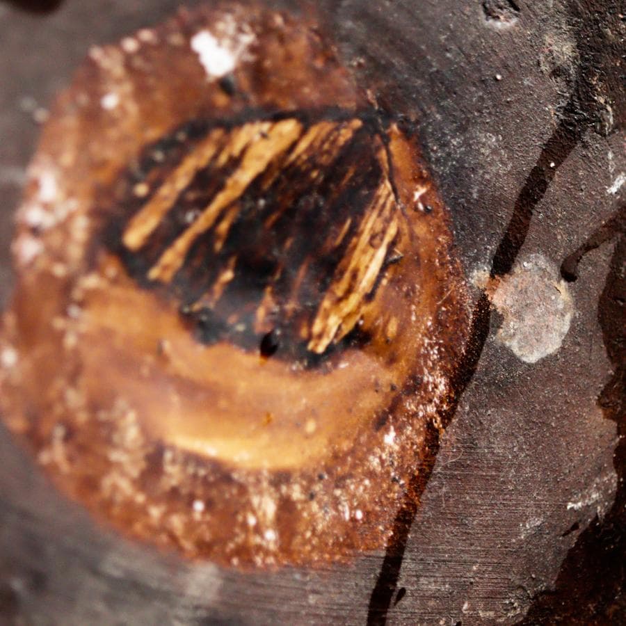 Maiolica アルバレッロ パルメット紋 モスタルダ 薬瓶 保存瓶 飾り壷