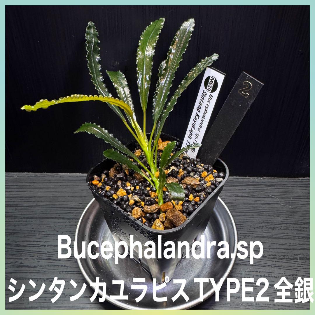 ブセファランドラsp.シンタン カユラピス TYPE2全銀 水上株1ポット［2