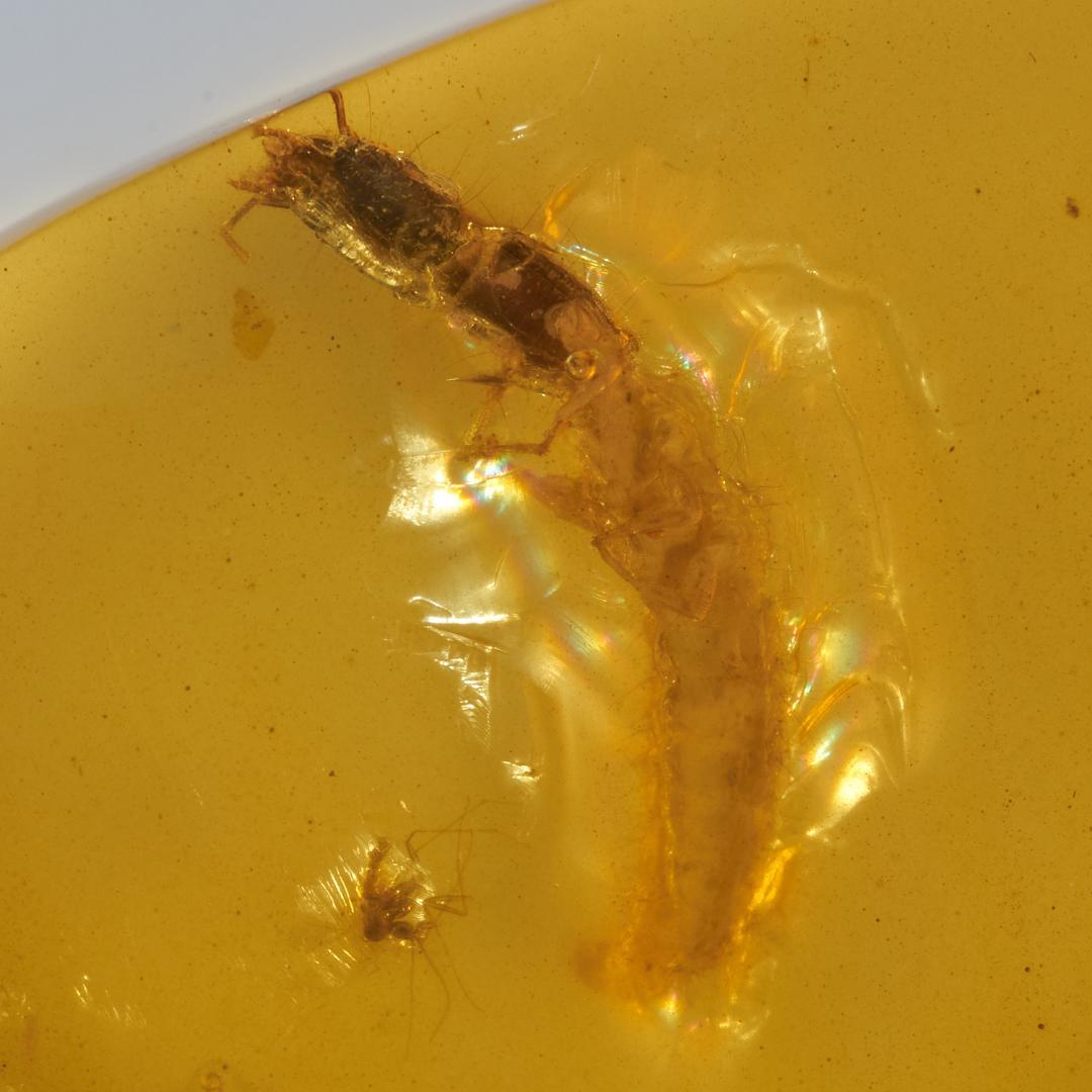 レア極上品 PA102虫入り琥珀化石 ミャンマーカムティかタナイ9900万年