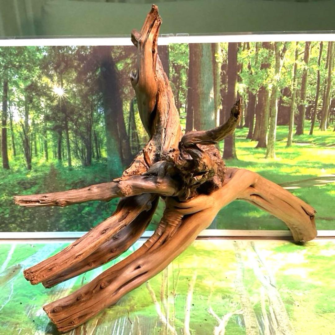 天然水槽用流木 力感あふれる太枝♪大サイズブランチウッド 煮沸沈水