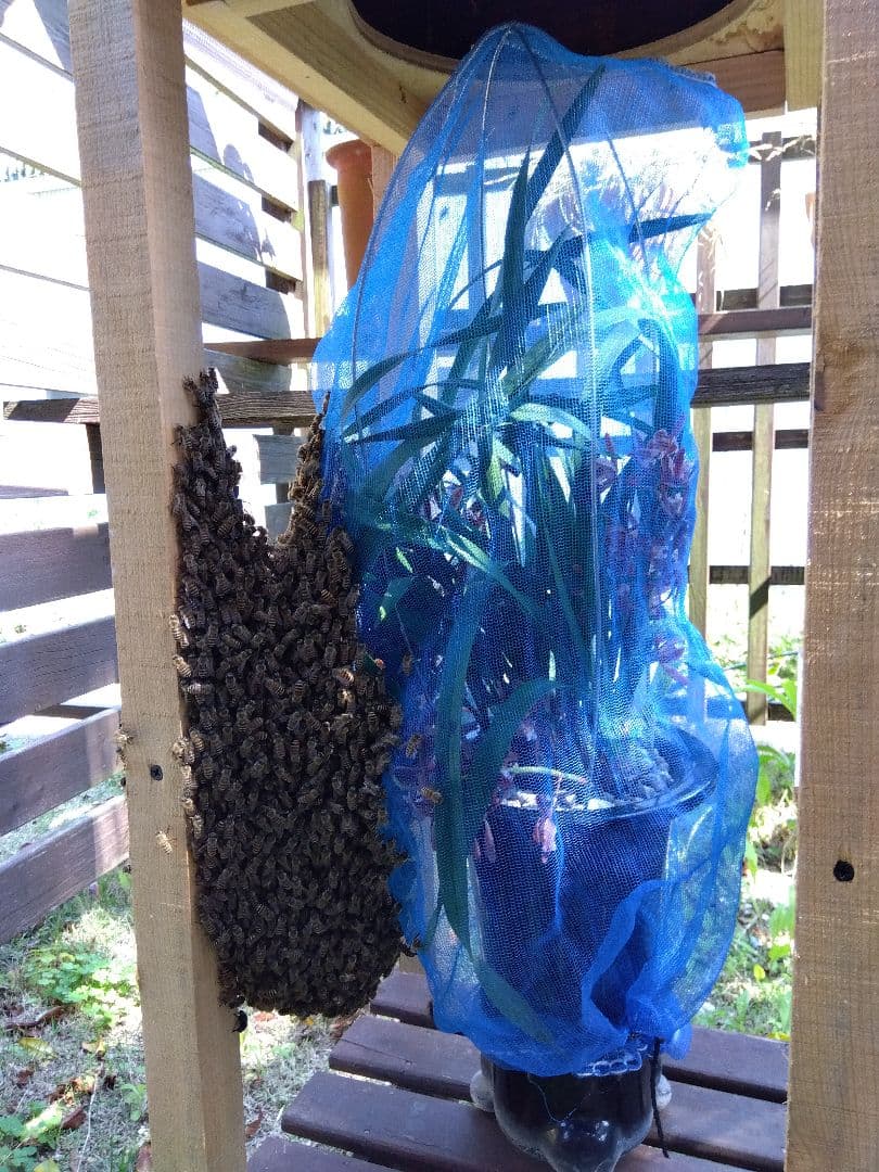 神戸ミツロウ　日本蜜蜂の蜜蝋337グラム