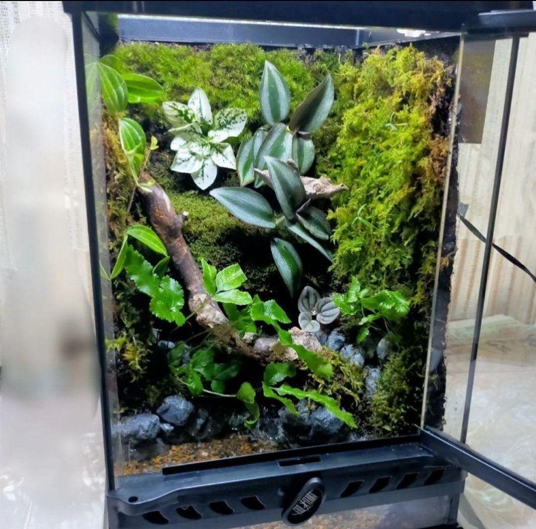 隠れ家付き！苔テラリウム、生体飼育ケージ、グラステラリウムナノ