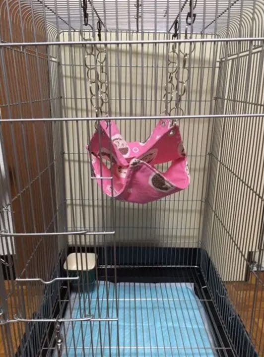 モモンガハウス（ペンギン柄）春・秋仕様 特価❗️❗️ N1104