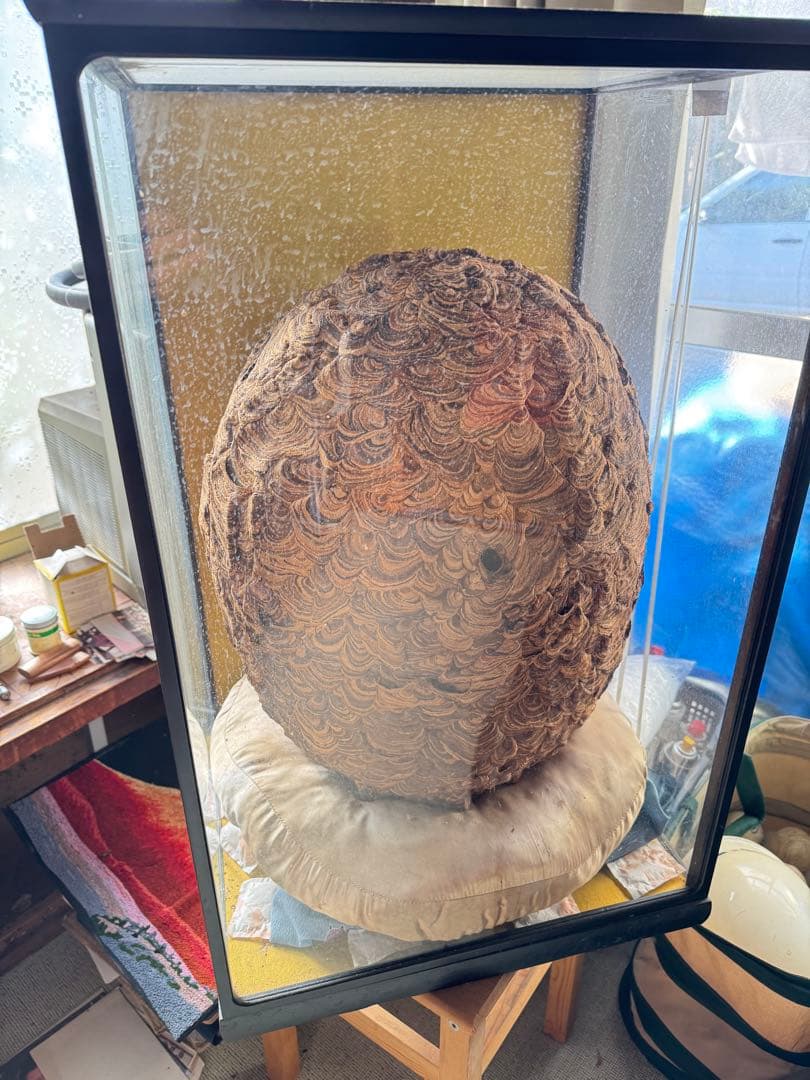 希少性◎】30年以上前のオオスズメバチの巣標本 ガラスケース入り