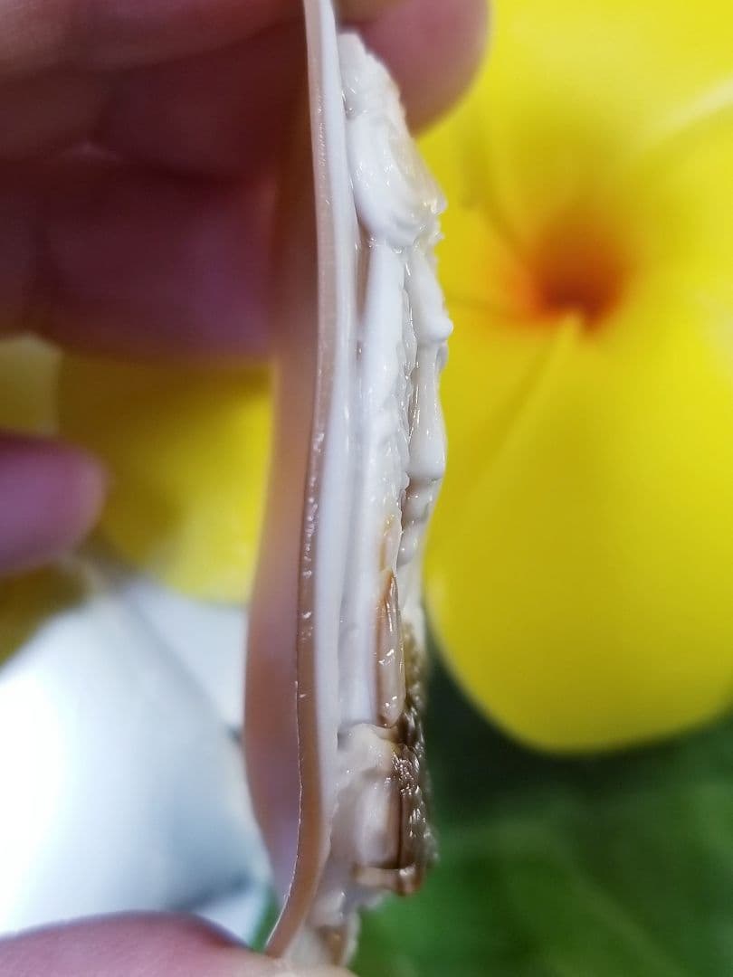 ねね 断捨離KS-911【ジュゼッペ・テソリエーレ作】天然三層シェルカメオ