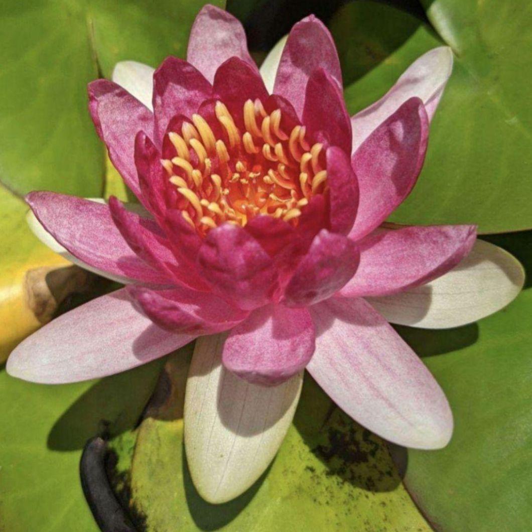 ヤオガンシャン☆ 宝石質ややダメージあり「露草色」ゾーニングフロー