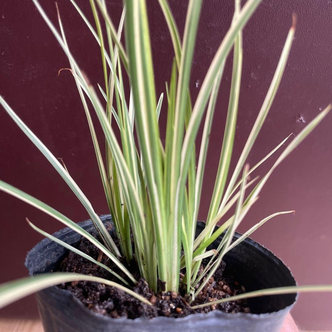 火鉢 青色八角形火鉢 陶器製 特大火鉢 大型火鉢昭和レトロアンテーク睡蓮鉢