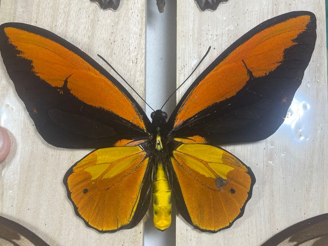 外国産昆虫標本 蝶 アカメガネトリバネアゲハ ペア ハルマヘラ産