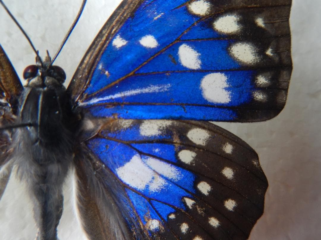 J*e様 モルフォオオムラサキ；１頭♂（飼育）