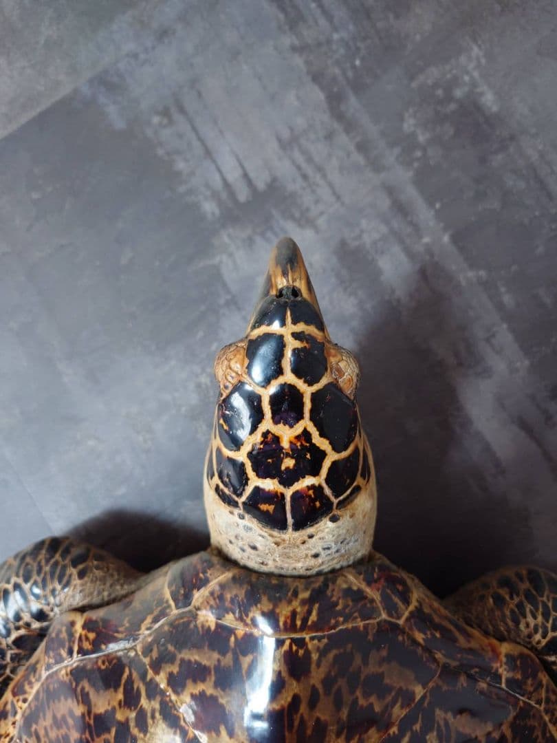 タイマイ べっ甲亀 剥製 国際希少野生動植物種登録票有