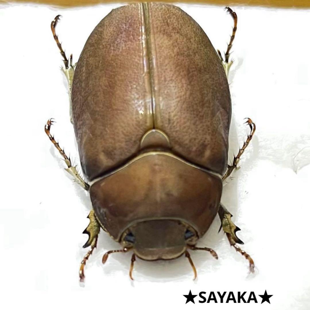 ★昆虫標本★【オスモウサンコガネ】 ☆昆虫標本☆【オスモウサンコガネ】｜☆昆虫標本☆【オスモウサン