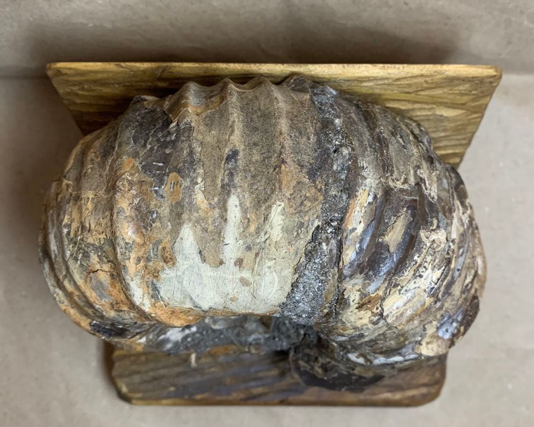 アナパキディスカス 北海道 羽幌産 殻付き アンモナイト 化石