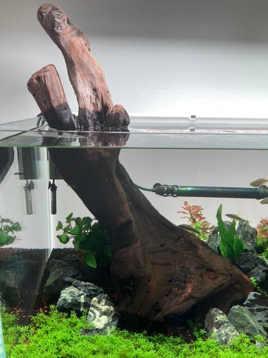 ADA ホーンウッド 特大 コレクション ホーンウッド ADA アクアリウム