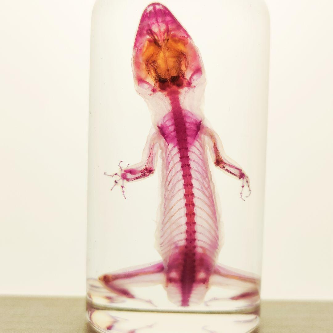 透明骨格標本ヘラオヤモリ