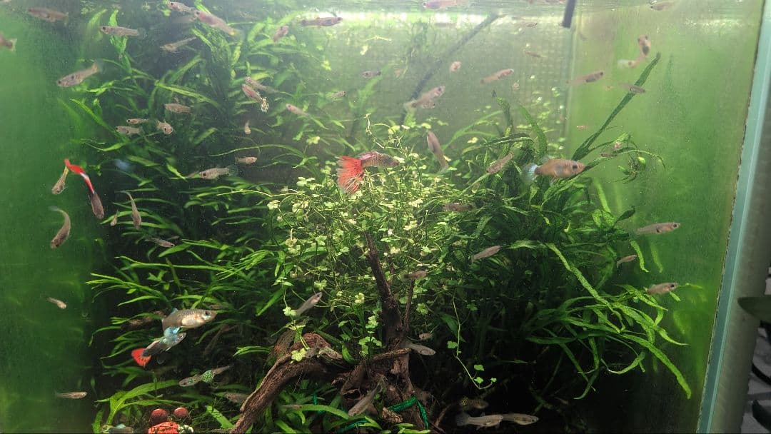 希少ミクロソリウムsp.サラワクカピットウエスト5株100葉以上大株自然