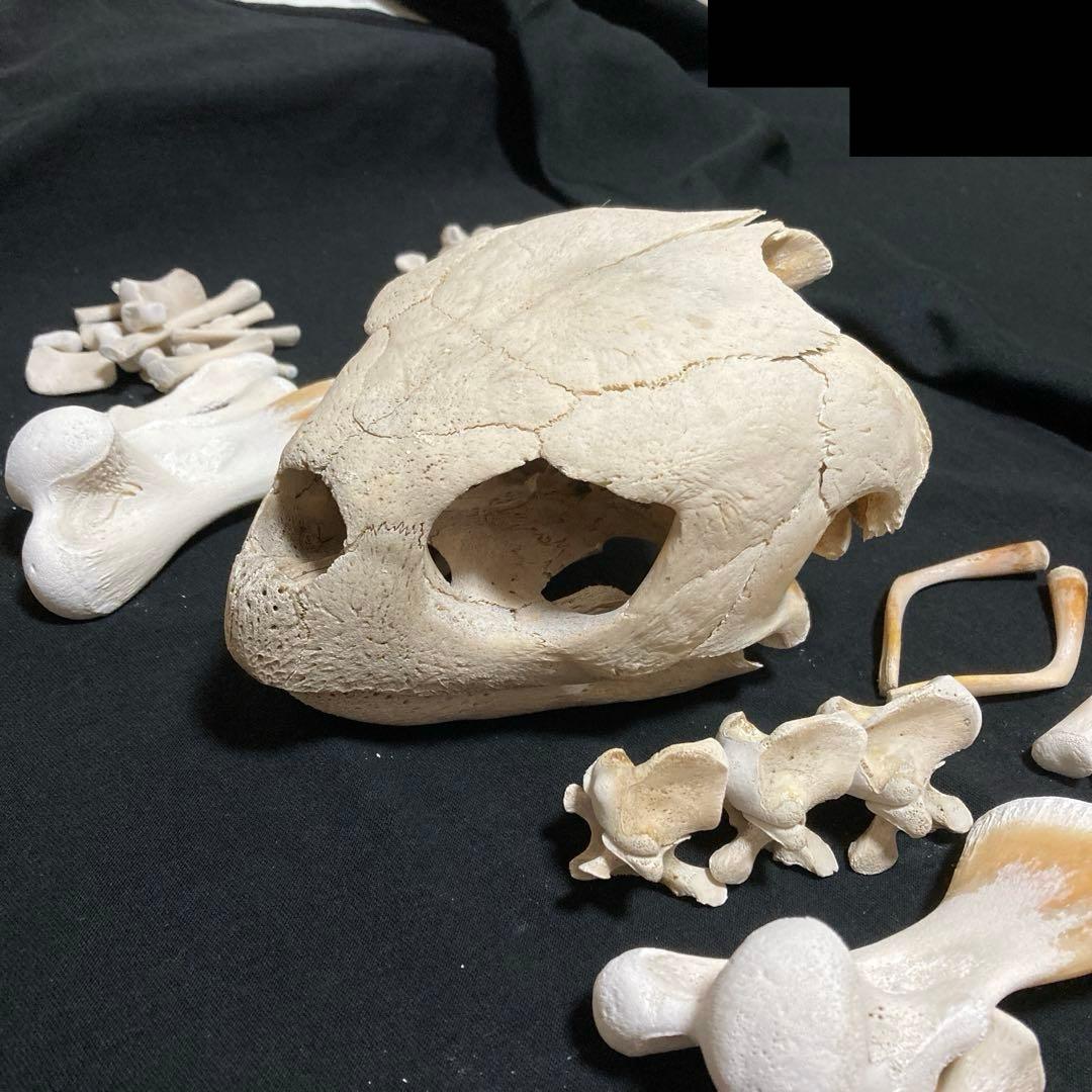 アカウミガメの骨標本 海亀頭骨他 - メルカリ