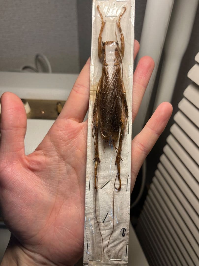 73mm♂】リオック Sia ferox コロギス昆虫標本デュビアタランチュラ