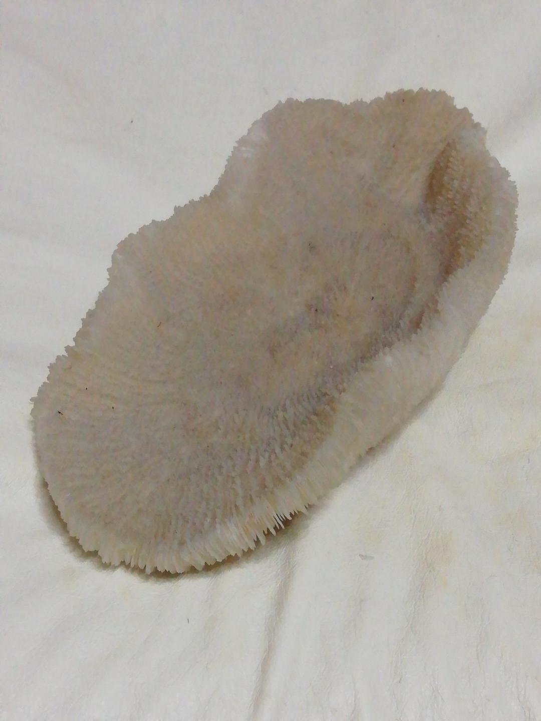 珊瑚(実珊瑚) s-2013100614295493910.jpg