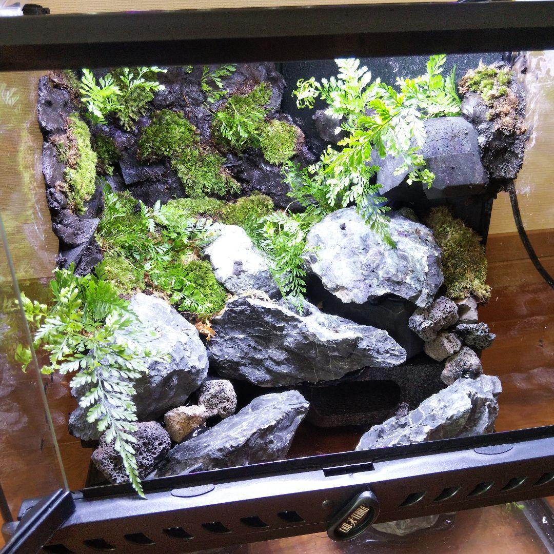 受注生産】イモリウム アクアテラリウム グラステラリウム 【受注生産