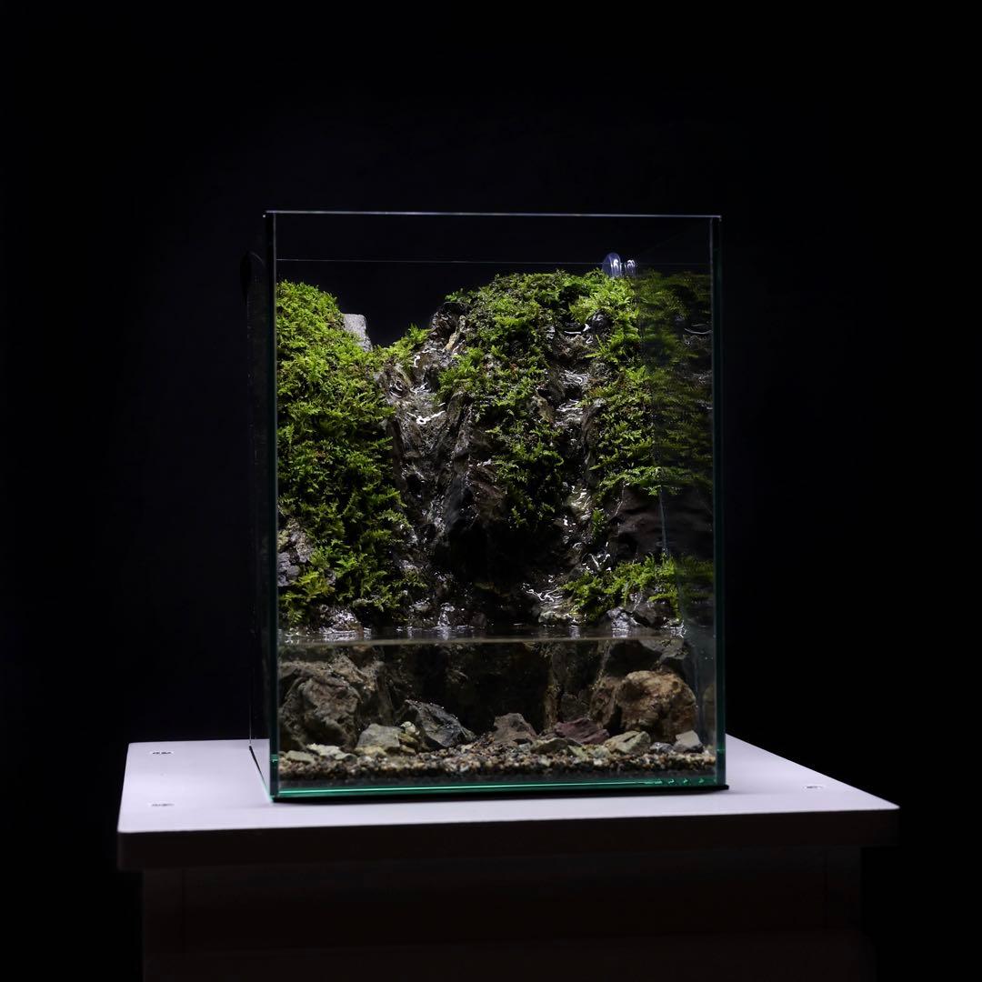 アクアテラリウム　レイアウト作品　228