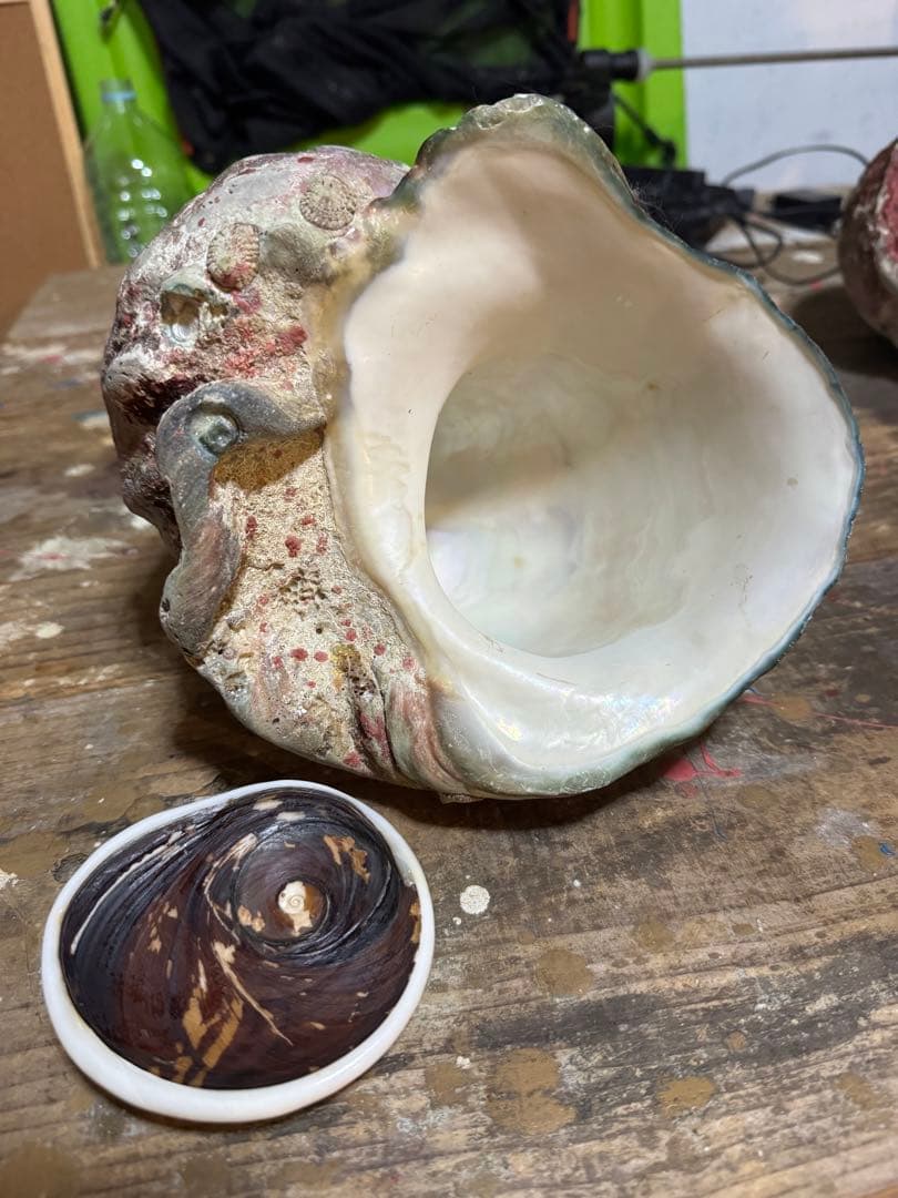 ⭐️特大夜光貝⭐️貝殻 約1.8kg ハンドメイド素材、置物等