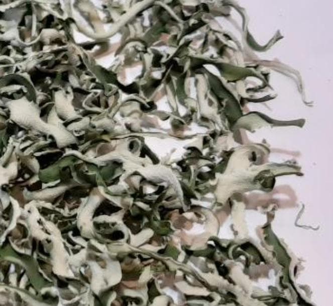 300g (国産・高品質)乾燥パパイヤの皮の乾燥（無農薬・有機 茎900g