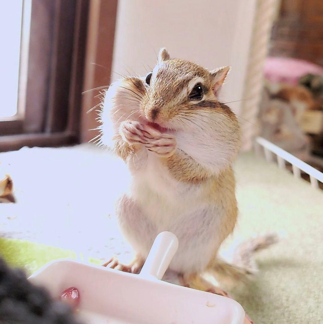 大野愛美ビキニスタイルアート ブリキ看板