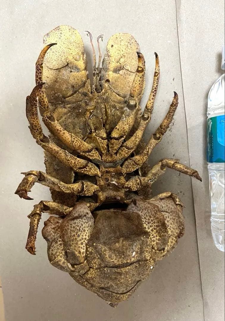 希少コブセミエビ2体とセミエビ剥製 - メルカリ