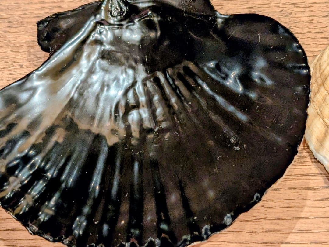 土井宏友作 ほたて貝漆皿 ８枚