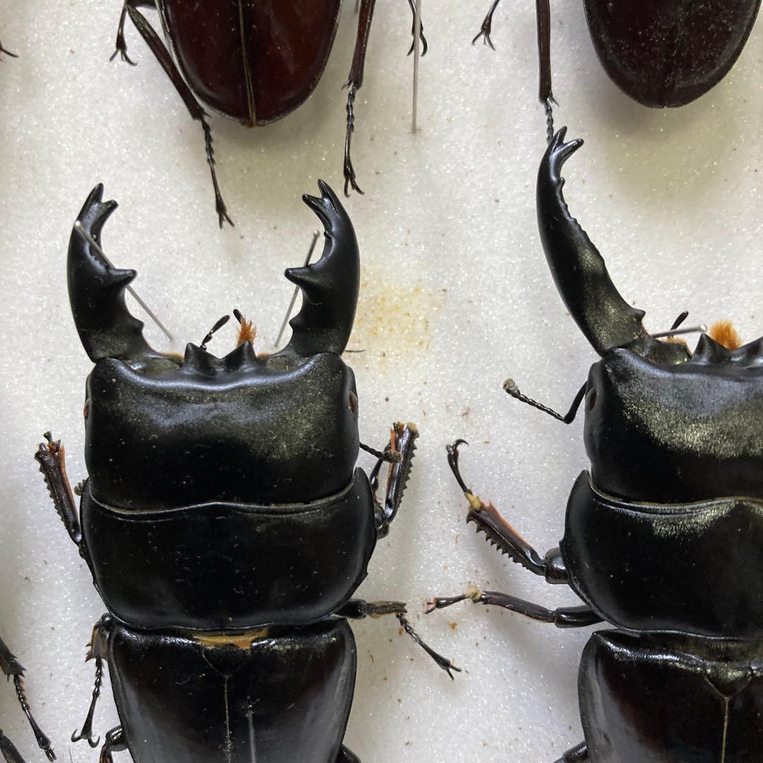 750mmオーバー1000mm世界のクワガタオオクワガタヒラタクワガタなど21頭