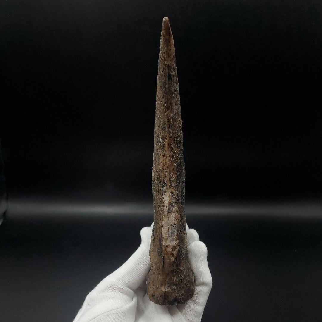 スピノサウルス 爪 レプリカ 184.47mm spr2