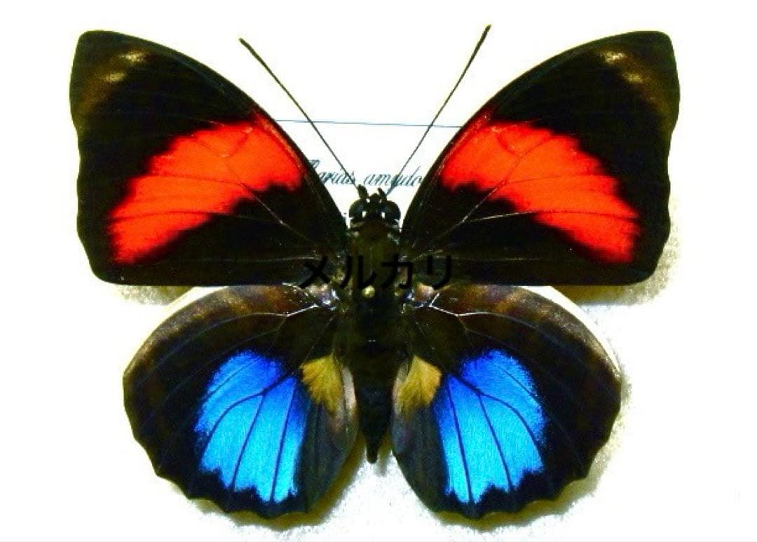 アグリアス・アミドン・スマリィ・現在入手不可能！ 蝶標本 昆虫標本
