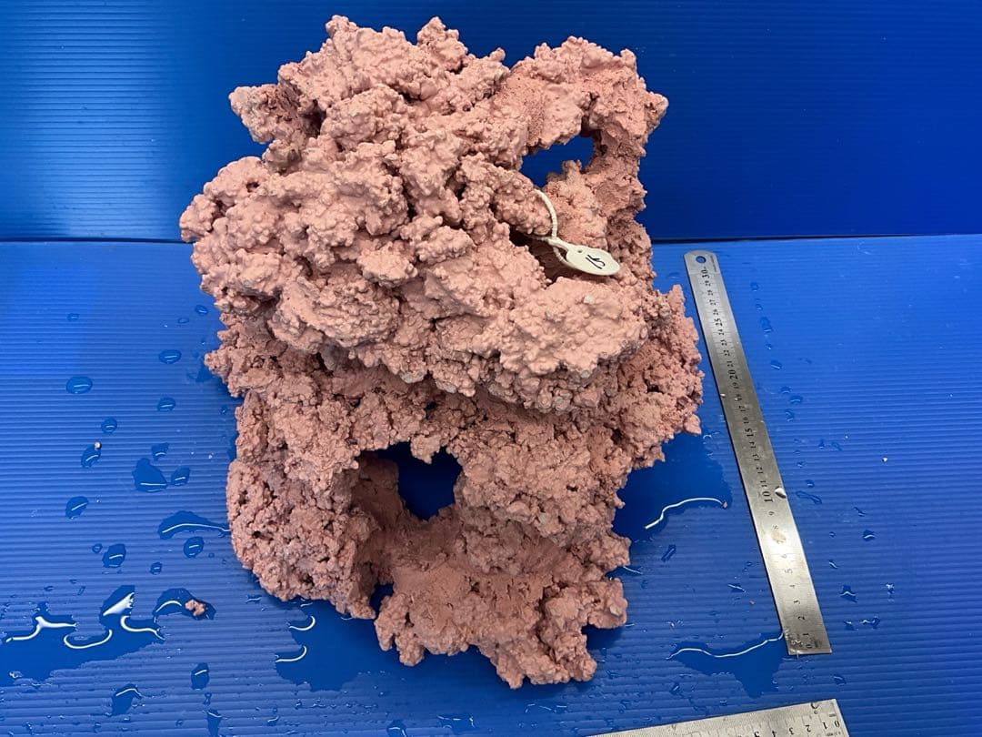 人工ライブロック No.15 アク抜き済