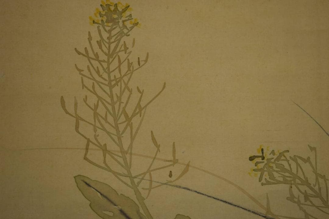 真作/荒木寛畝/菜花飛燕図/桐共箱付/布袋屋掛軸HI-351