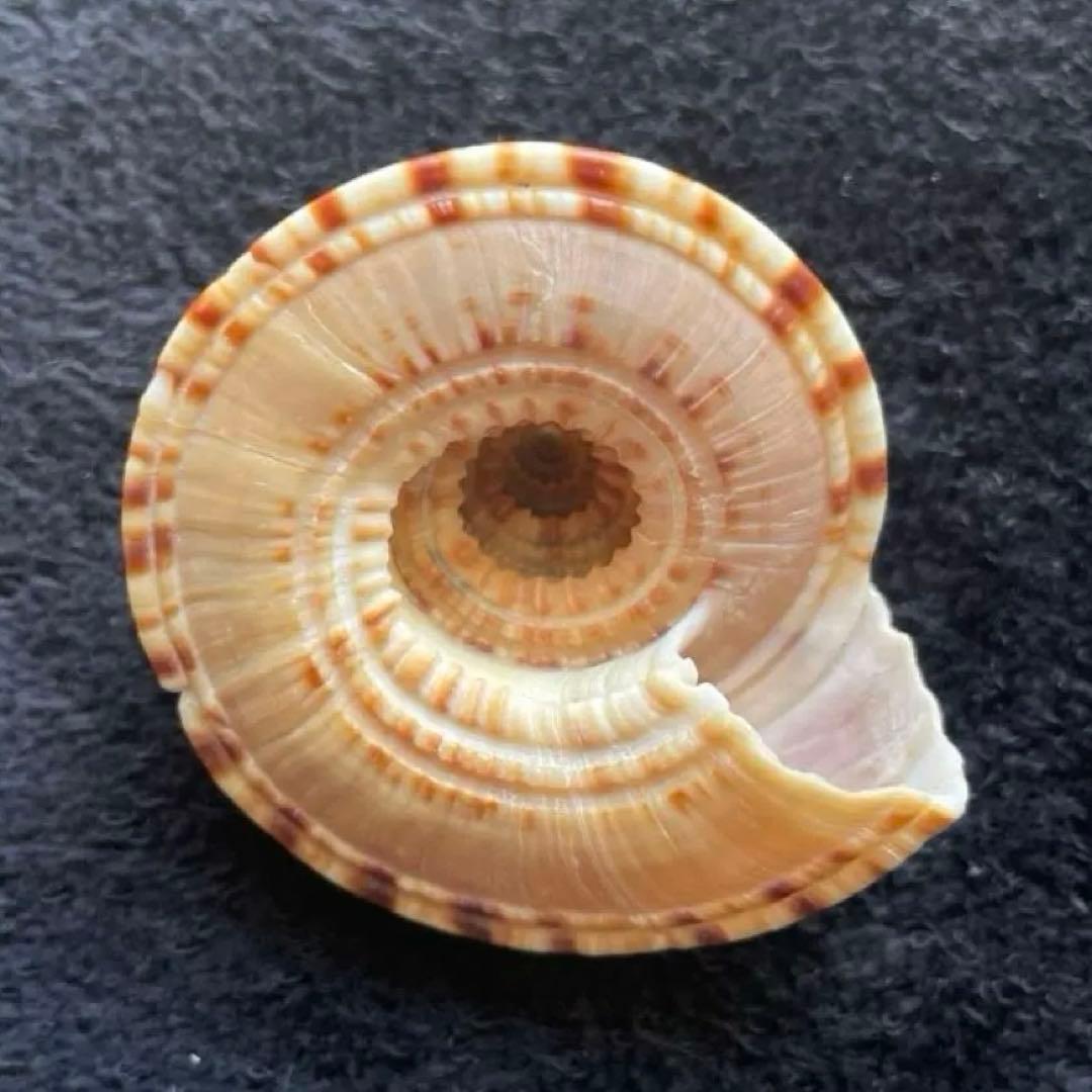 クルマガイ 巻貝 美しい螺旋状の貝殻 天然素材 コレクション