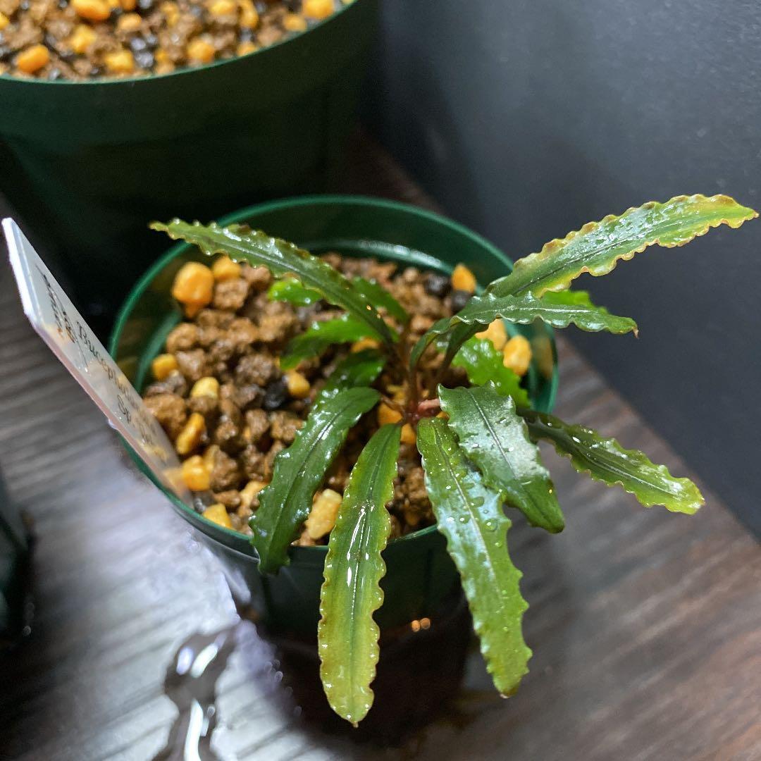 ブセファランドラ 4種セット 水上育成