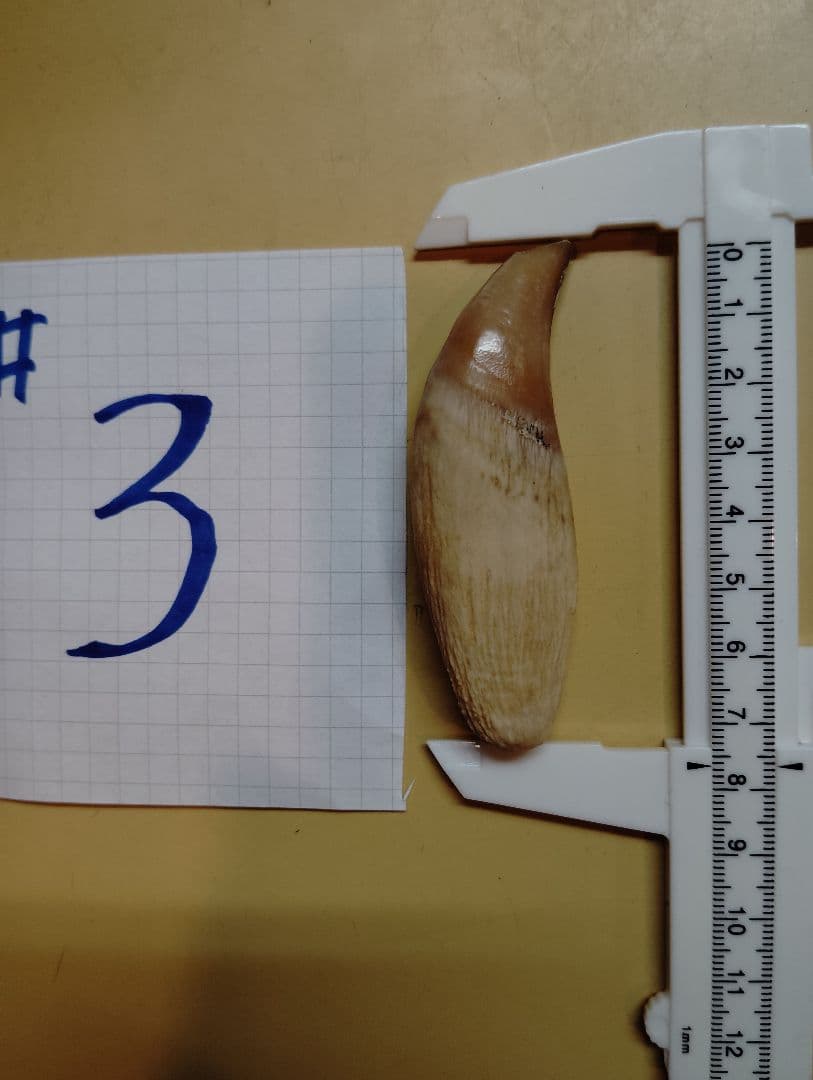 #2.3.4 kubota ヒグマ 牙