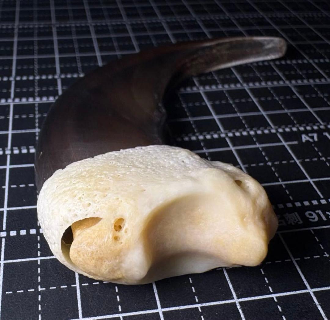 巨大 ヒグマの爪 北海道 アイヌ 根付 骨格標本 お守り 魔除け 開運 金運