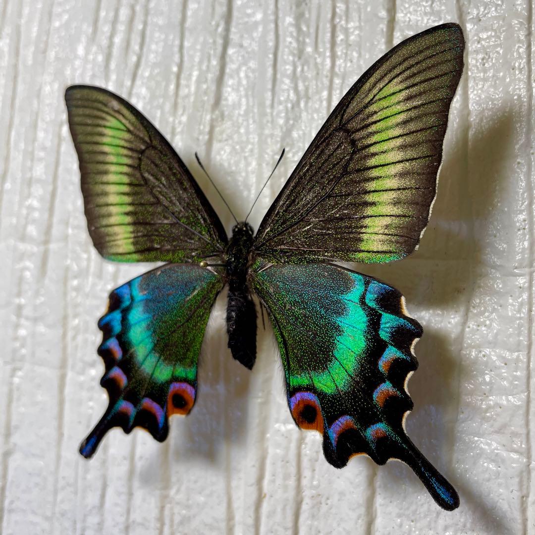 蝶標本 美麗ミヤマカラスアゲハ春型♀青緑系 飼育品 - メルカリ