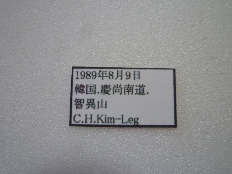 外国産クワガタ標本】チョウセンヒラタクワガタ♂/韓国.智異山産/77.8mm