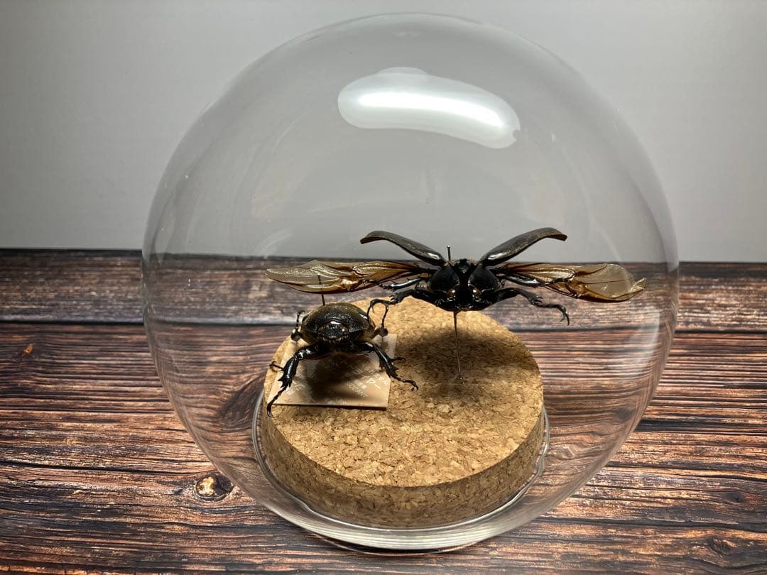 Glass Beetle｜ヤマトカブトムシ飛翔＆固定標本 ペアGB-008】